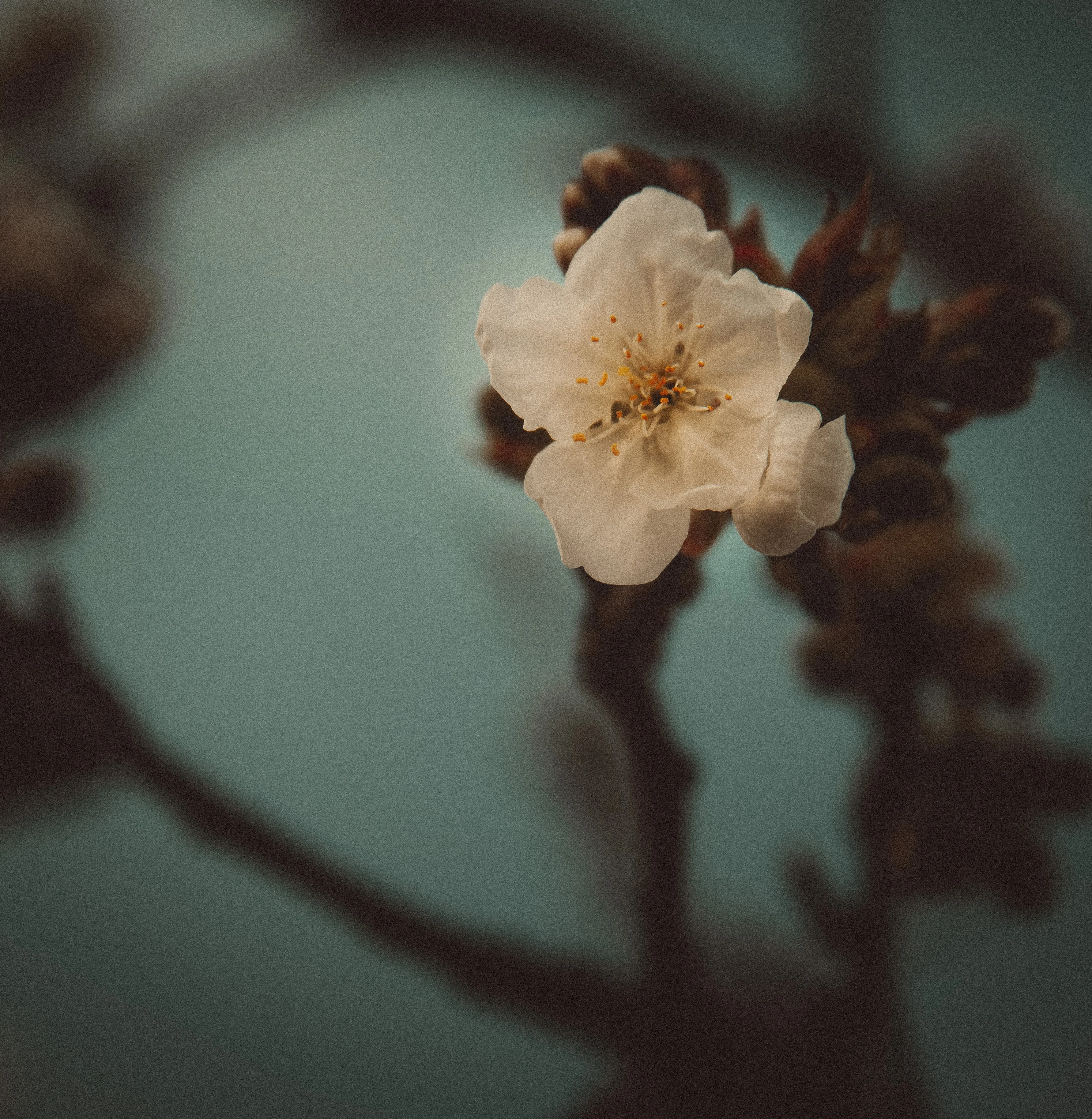 Fleur, retro